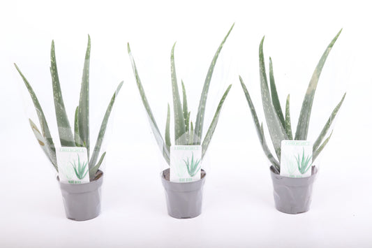 Aloe vera 38cm 510cm Pot