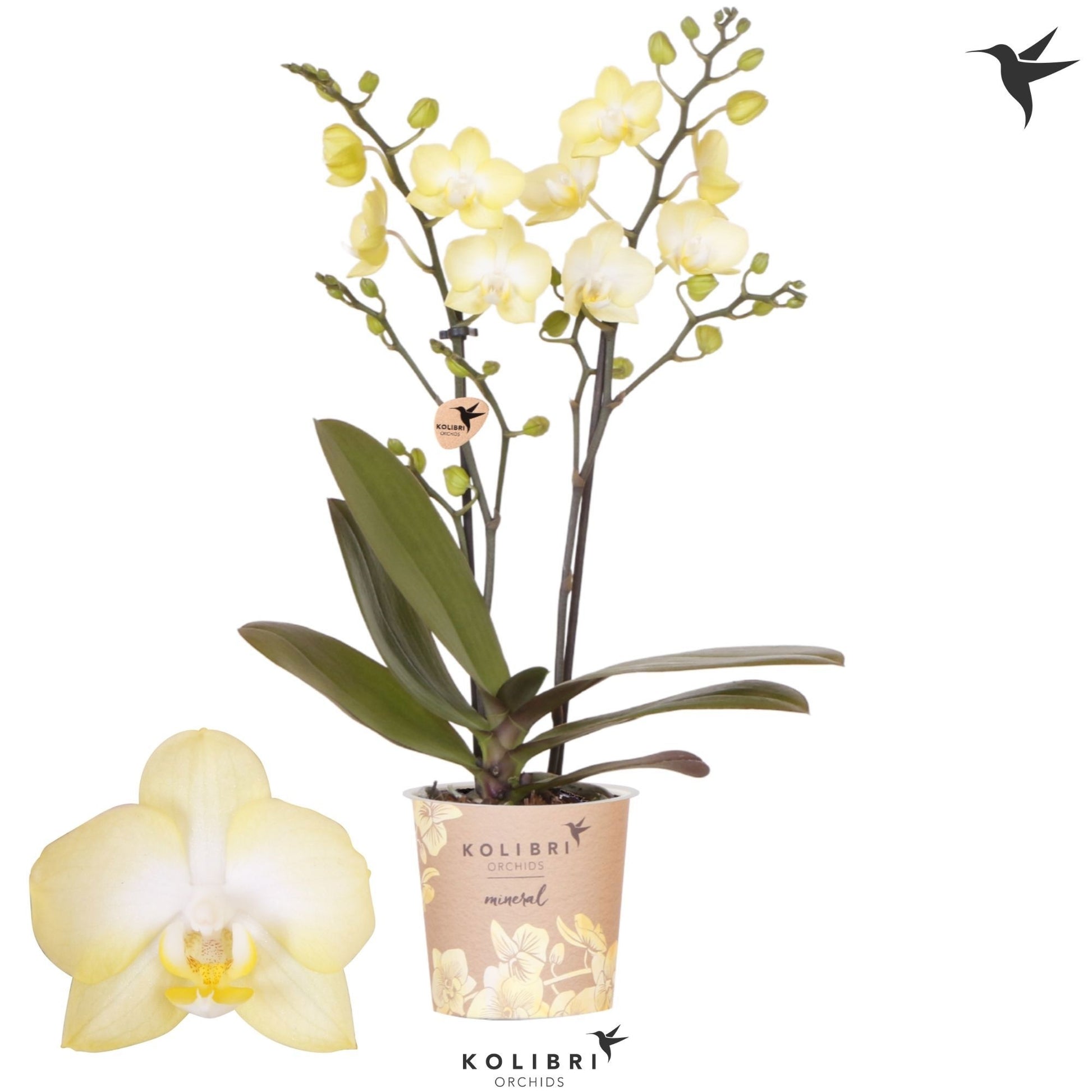 OK Plant Phalaenopsis mf. Sunny Shore Pack of 12