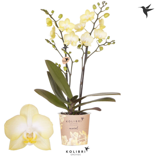 Phalaenopsis mf. Colombia 40cm 9cm Pot