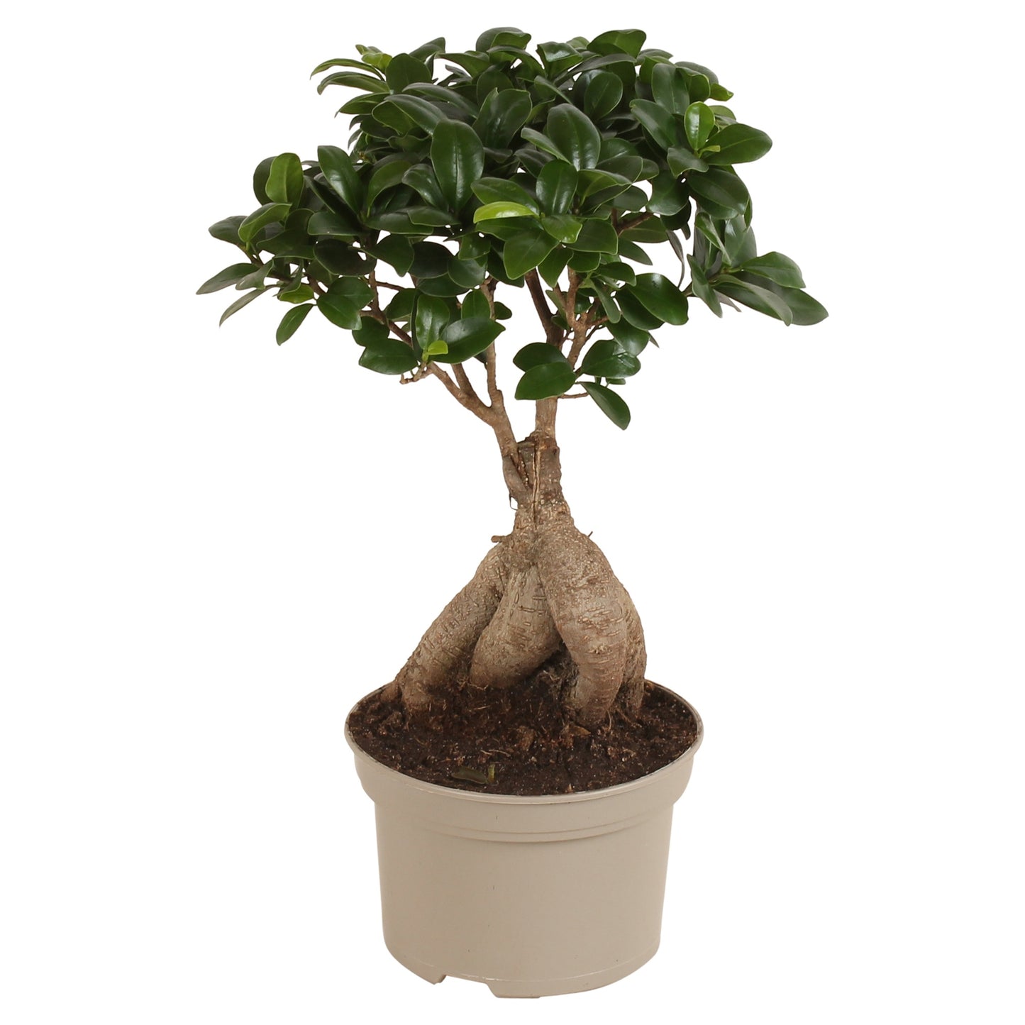 Ficus Ginseng 40cm 15cm Pot