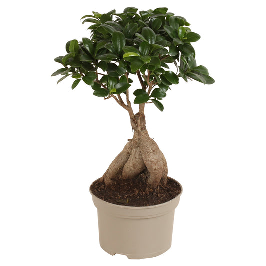 Ficus Ginseng 40cm 15cm Pot