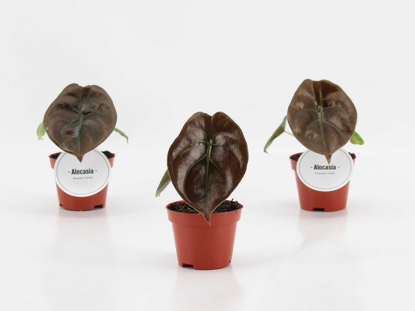 Alocasia Red Secret 10cm 6cm Pot