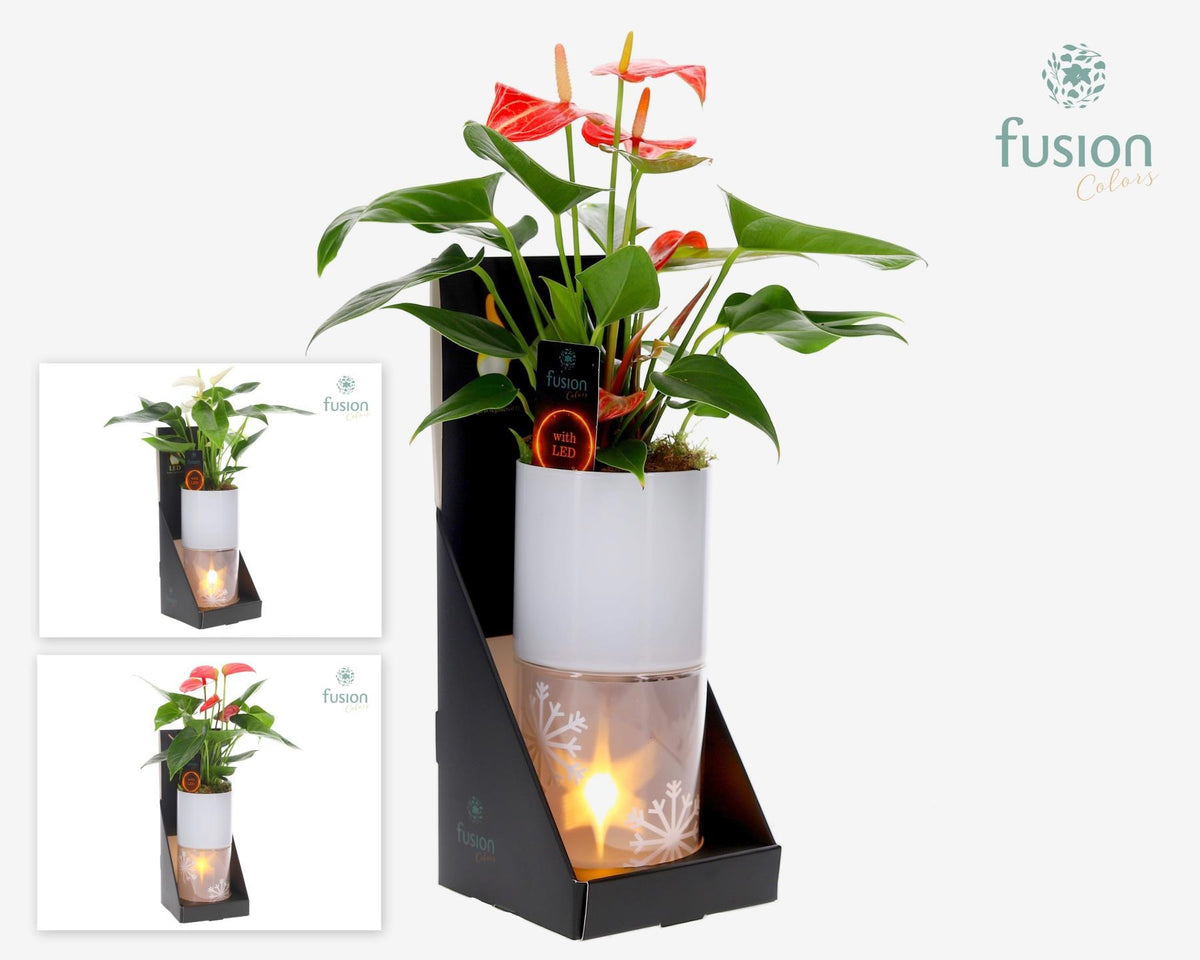 Glas tube Led planter groot met Anthurium 43cm 11cm Pot