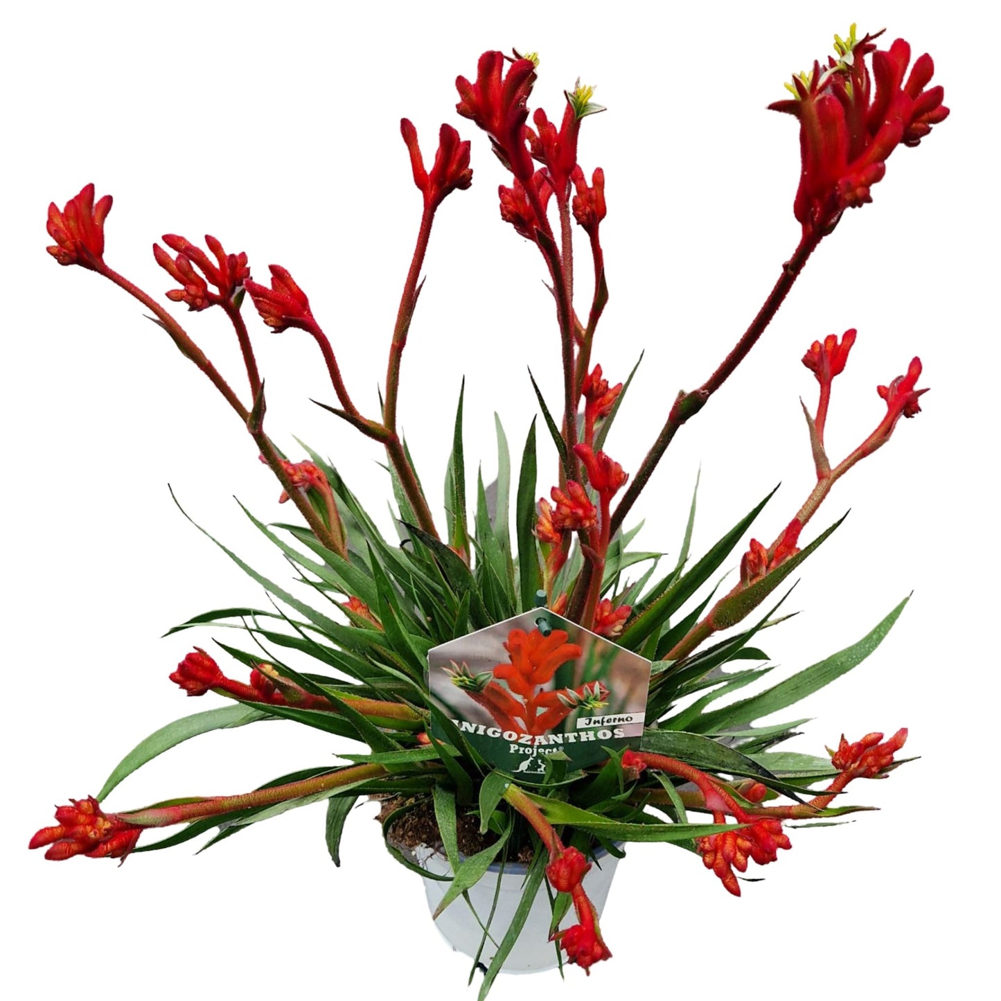 Anigozanthos Bush Inferno 40cm 14cm Pot