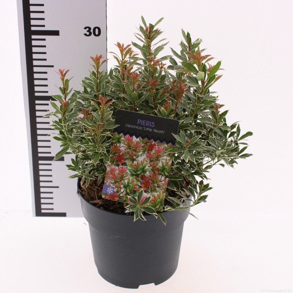 Snepvangers Tuinplanten Pieris japonica Little Heath Pack of 3