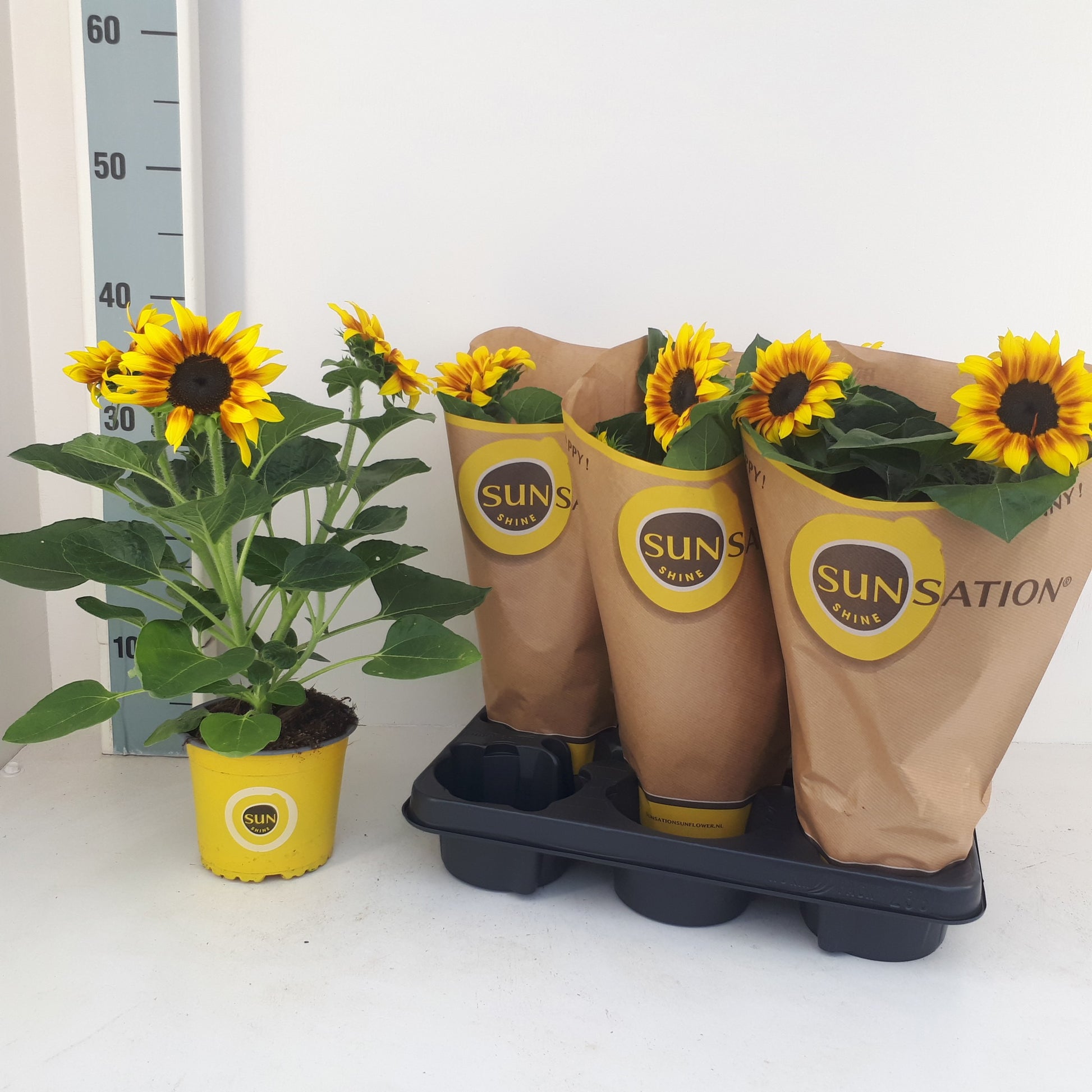 Helianthus ann. Sunsation Flame 40cm 13cm Pot