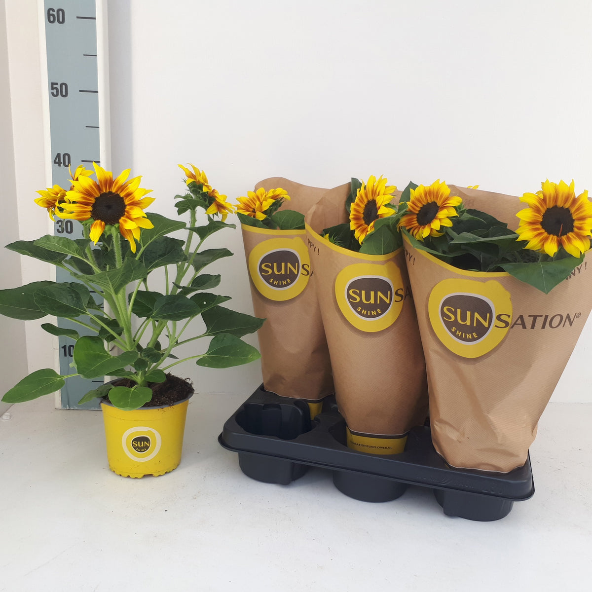 Helianthus ann. Sunsation Flame 40cm 13cm Pot