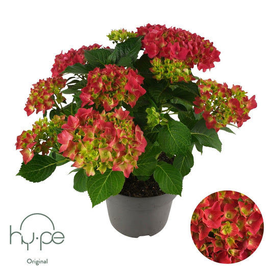 Hydrangea macrophylla mix 45cm 23cm Pot