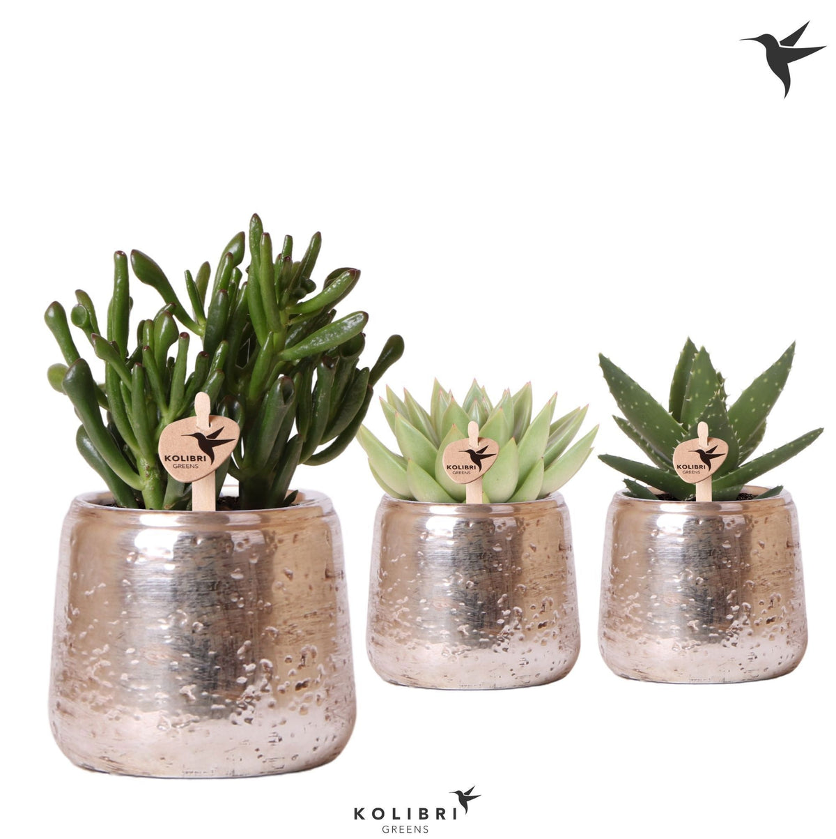 Succulent mix 20cm 9cm Pot