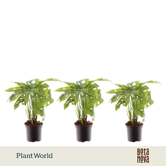 Monstera Monkey Leaf 20cm 7cm Pot