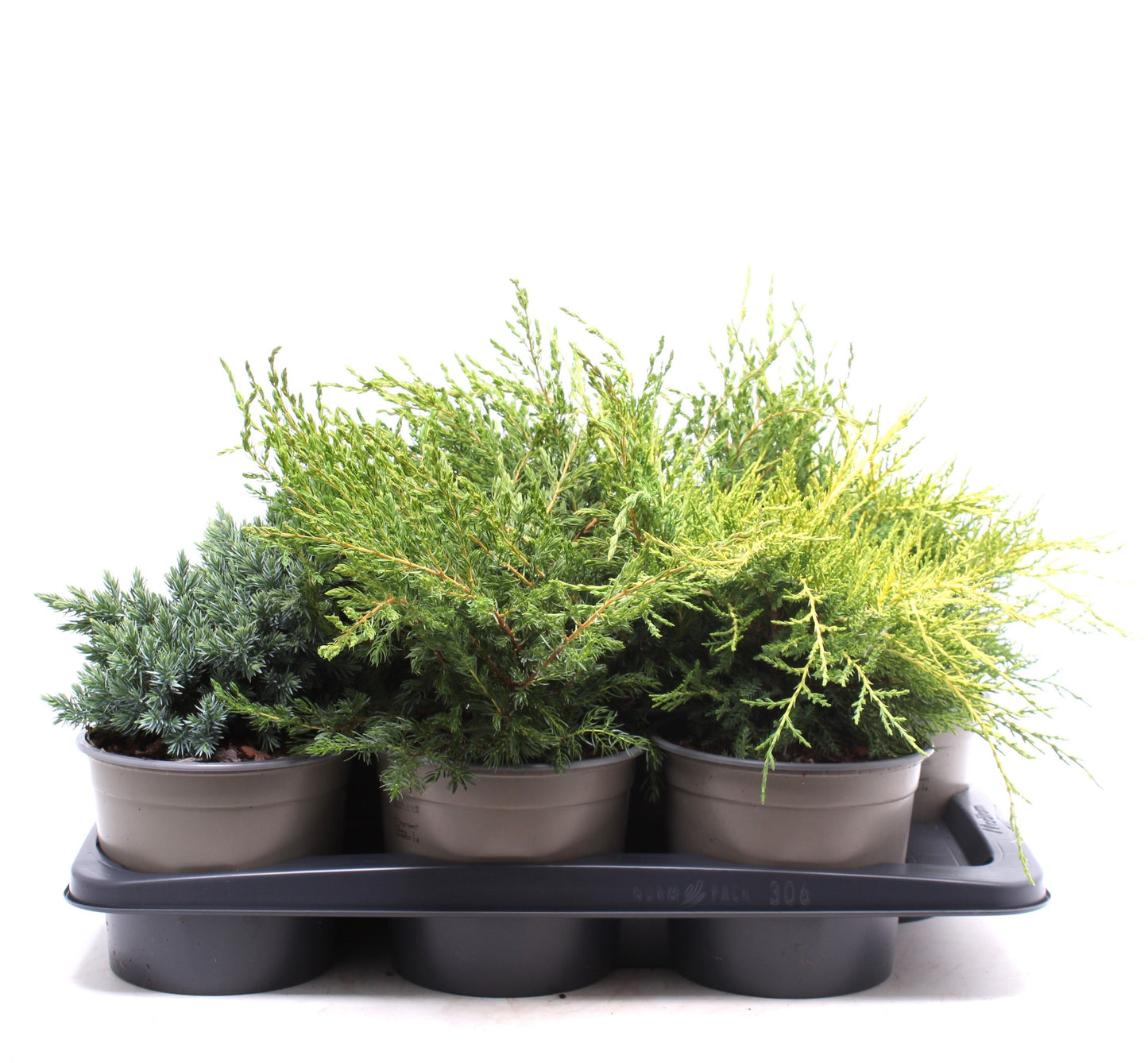 Conifer mix 25cm 17cm Pot