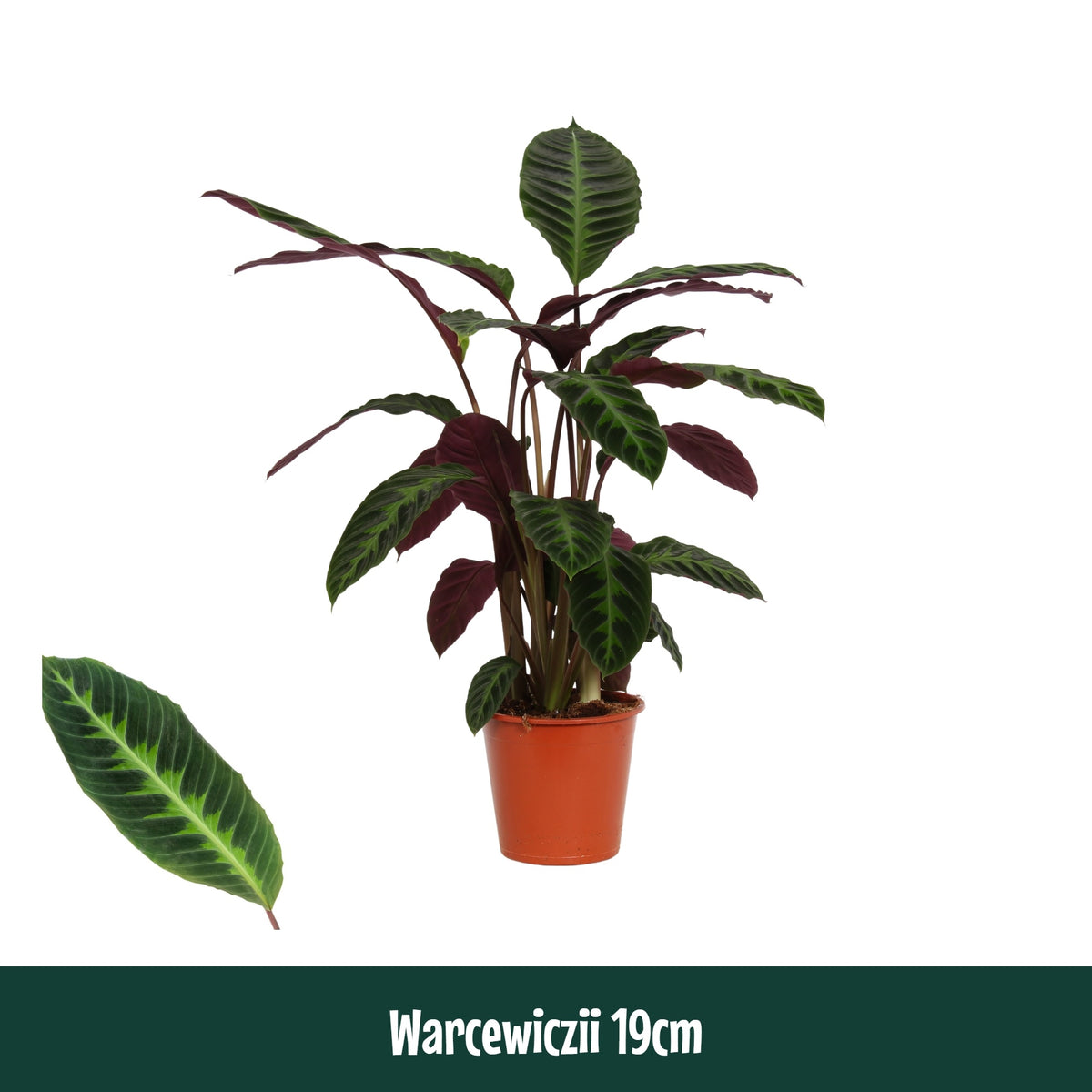 Calathea Warscewiczii 80cm 19cm Pot