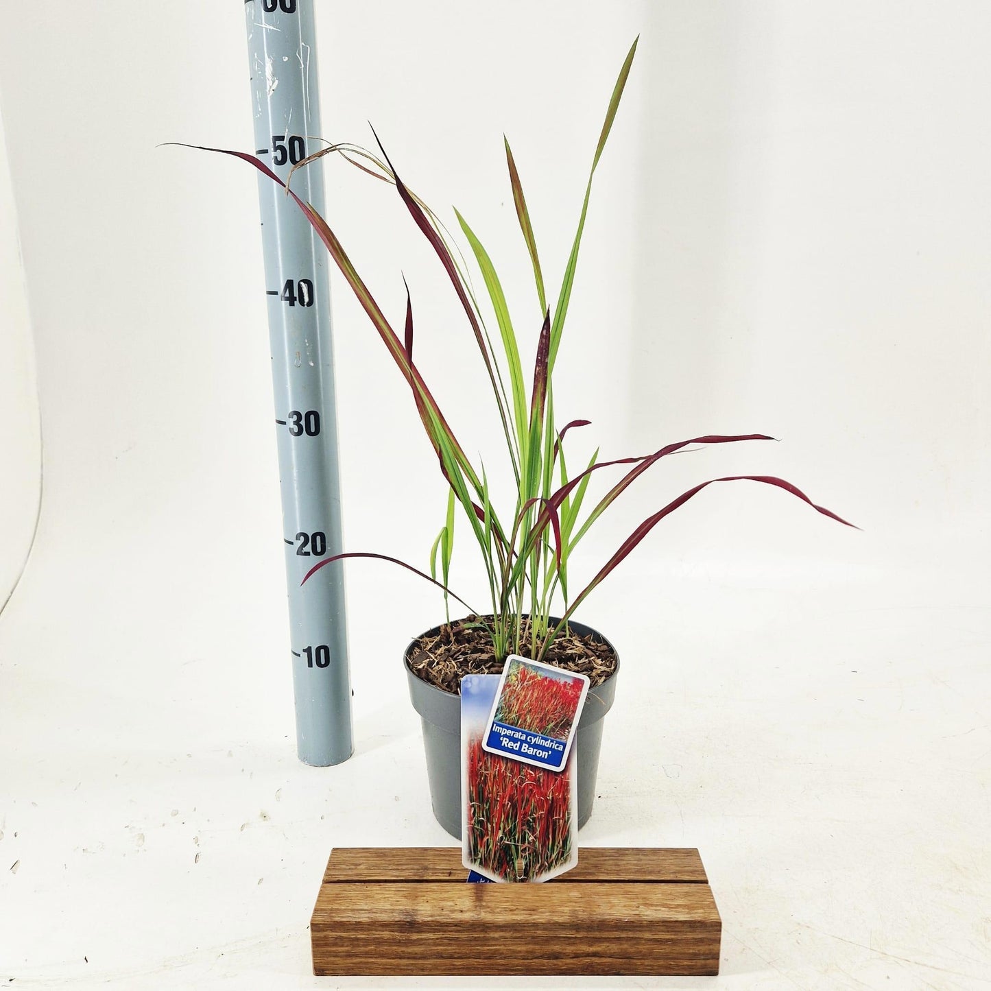 Imperata Red Baron 55cm 17cm Pot