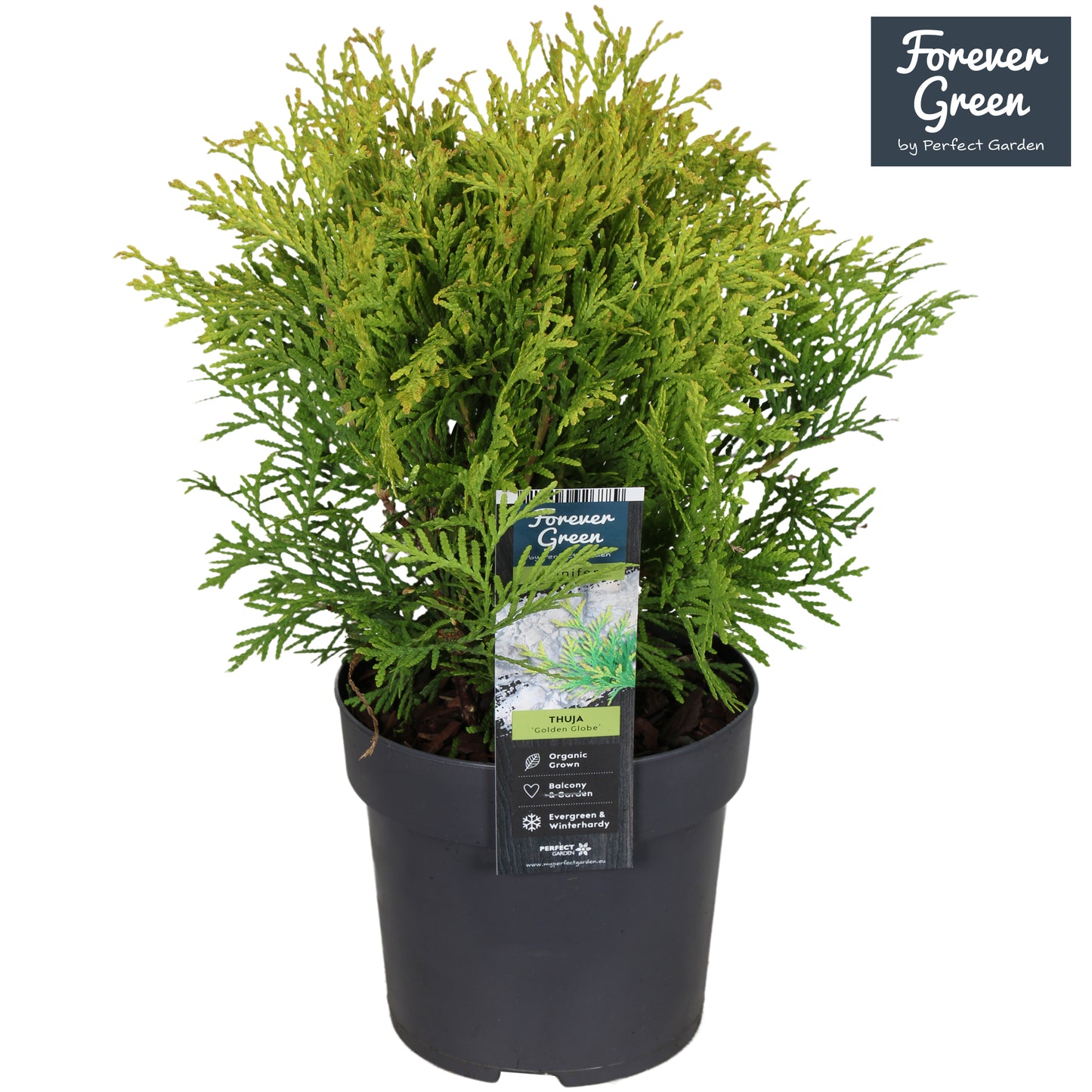 Thuja occidentalis Golden Globe 30cm 14cm Pot