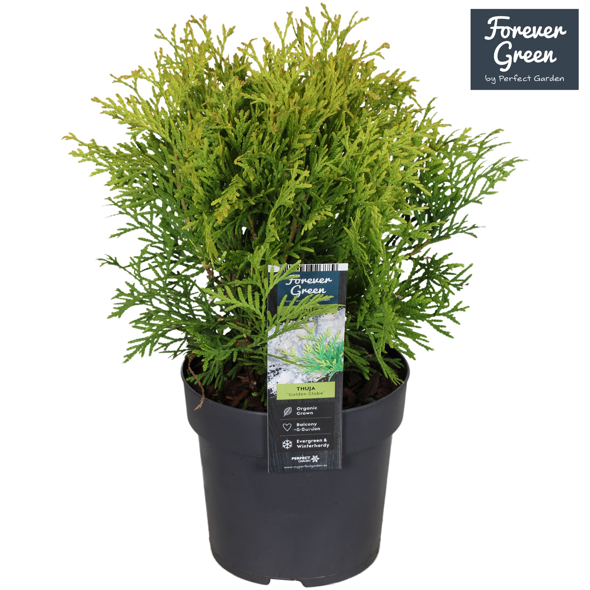 Thuja occidentalis Golden Globe 30cm 14cm Pot