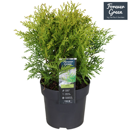 Thuja occidentalis Golden Globe 30cm 14cm Pot