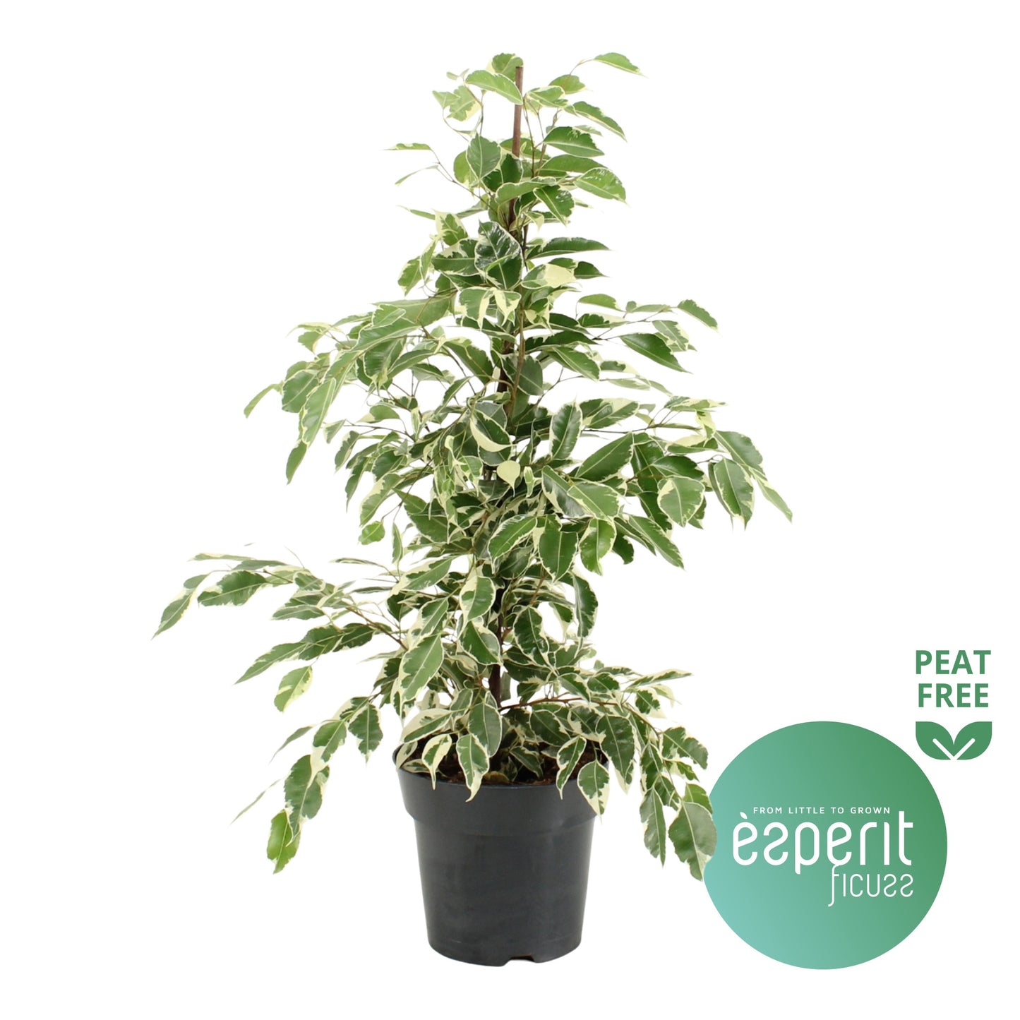 Esperit Plants Ficus benjimina Twilight Pack of 6