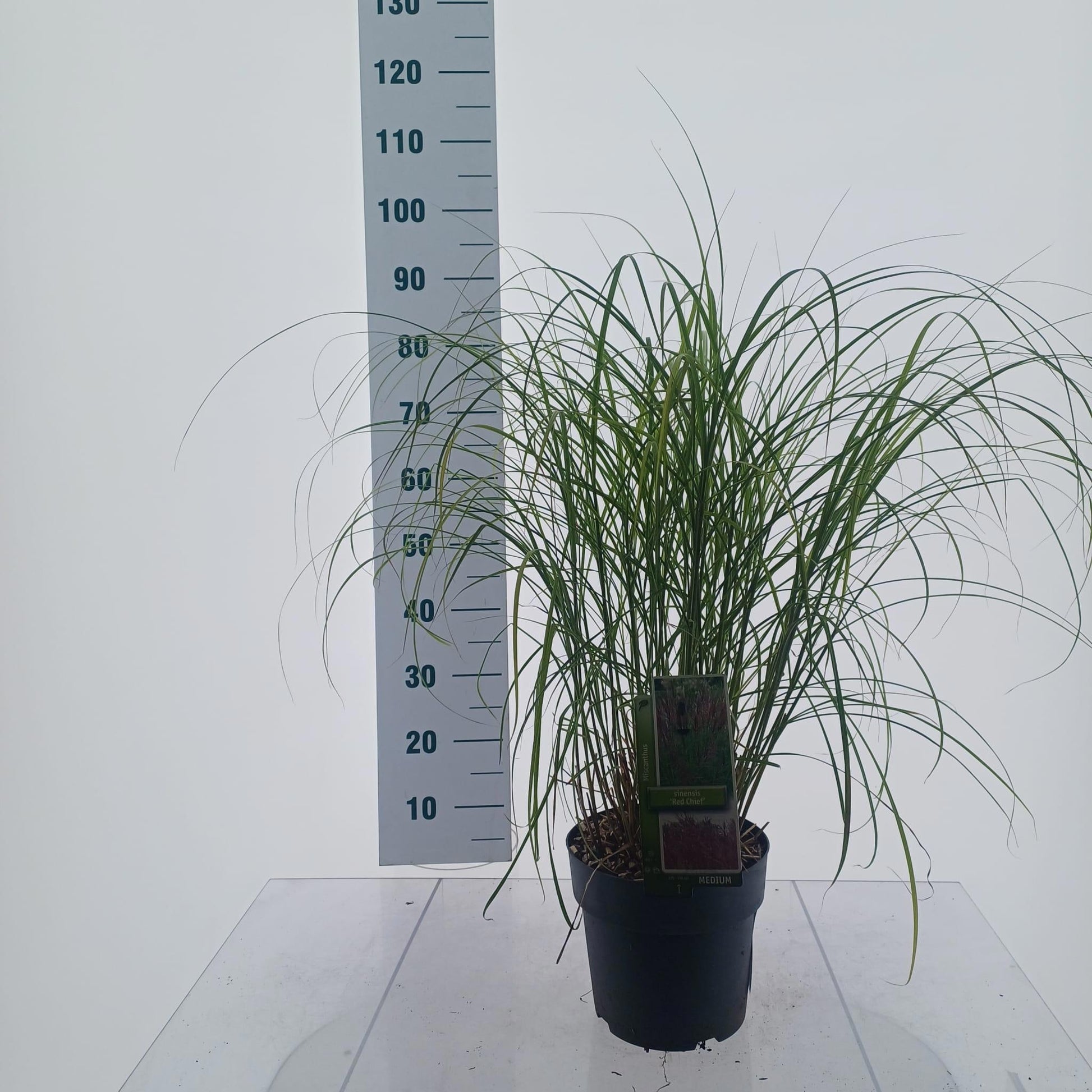 Miscanthus sinensis Red Chief 95cm 23cm Pot