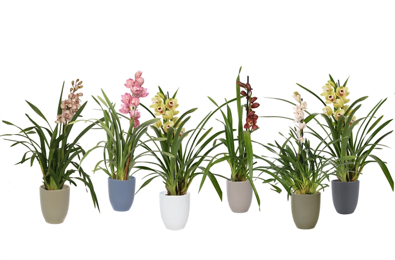 Cymbidium mix 55cm 12cm Pot