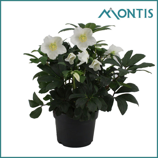 Helleborus niger Christmas Carol 34cm 17cm Pot