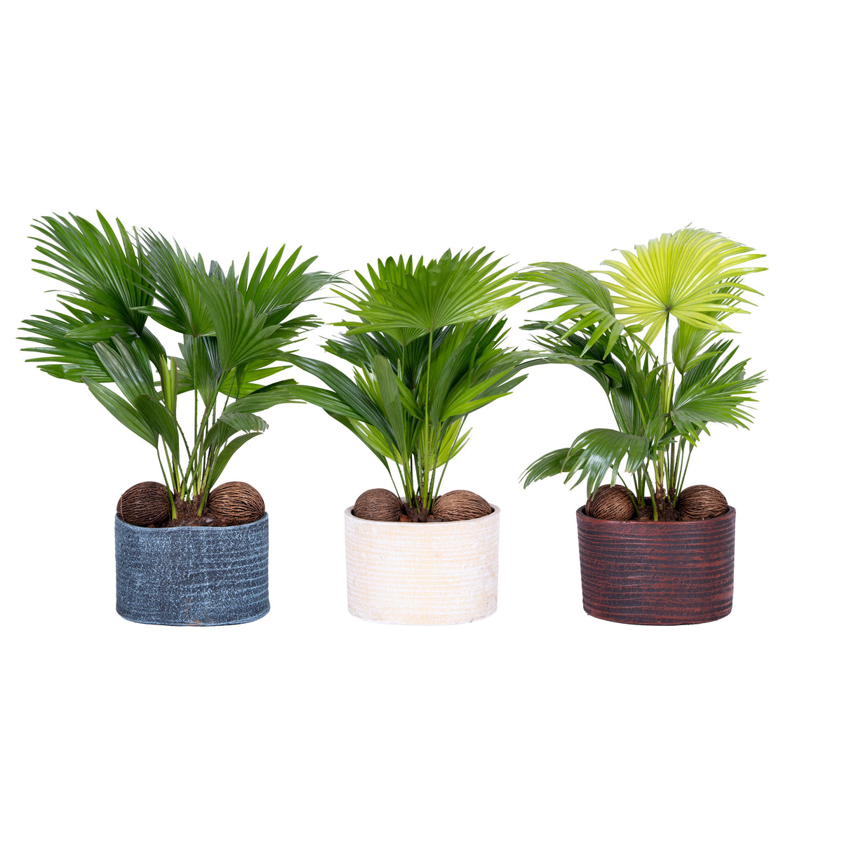 Livistona rotundifolia 45cm 20cm Pot