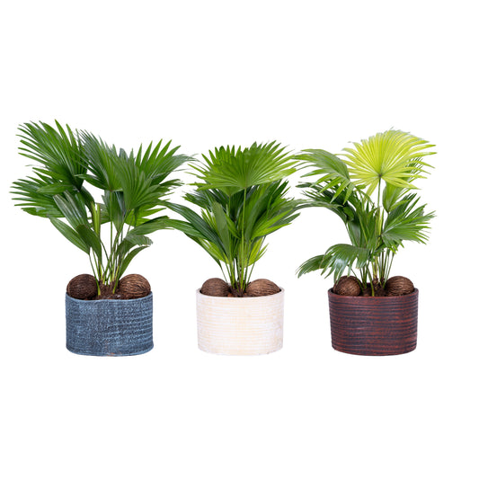 Livistona rotundifolia 45cm 20cm Pot