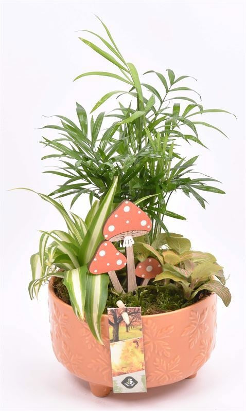 Indoor arrangement 16cm Pot
