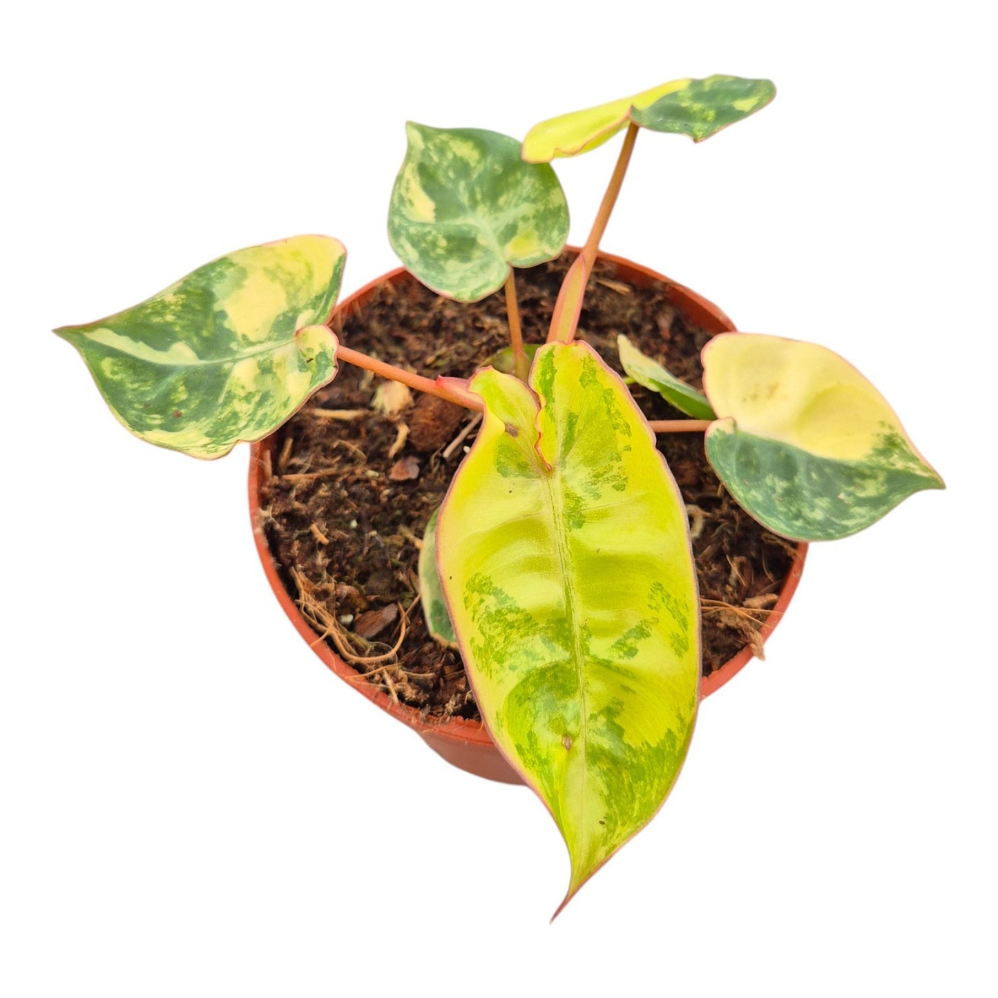 Philodendron scandens 10cm 7cm Pot