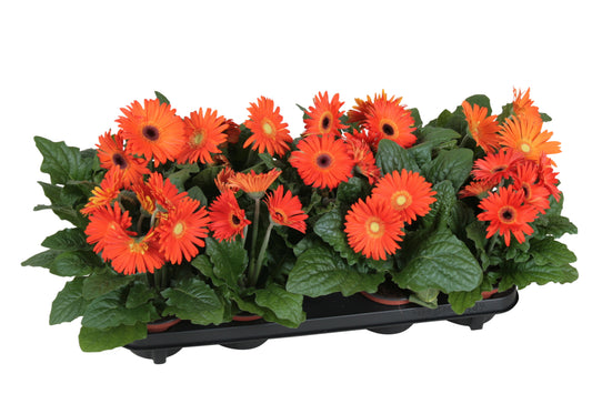 Gerbera Flori Line orange 22cm 12cm Pot