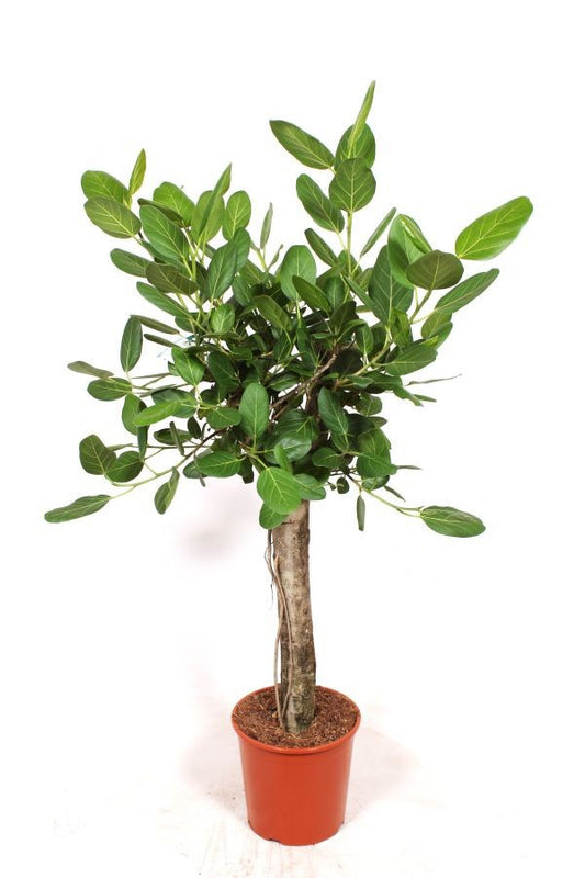 Ficus benghalensis 130cm 30cm Pot