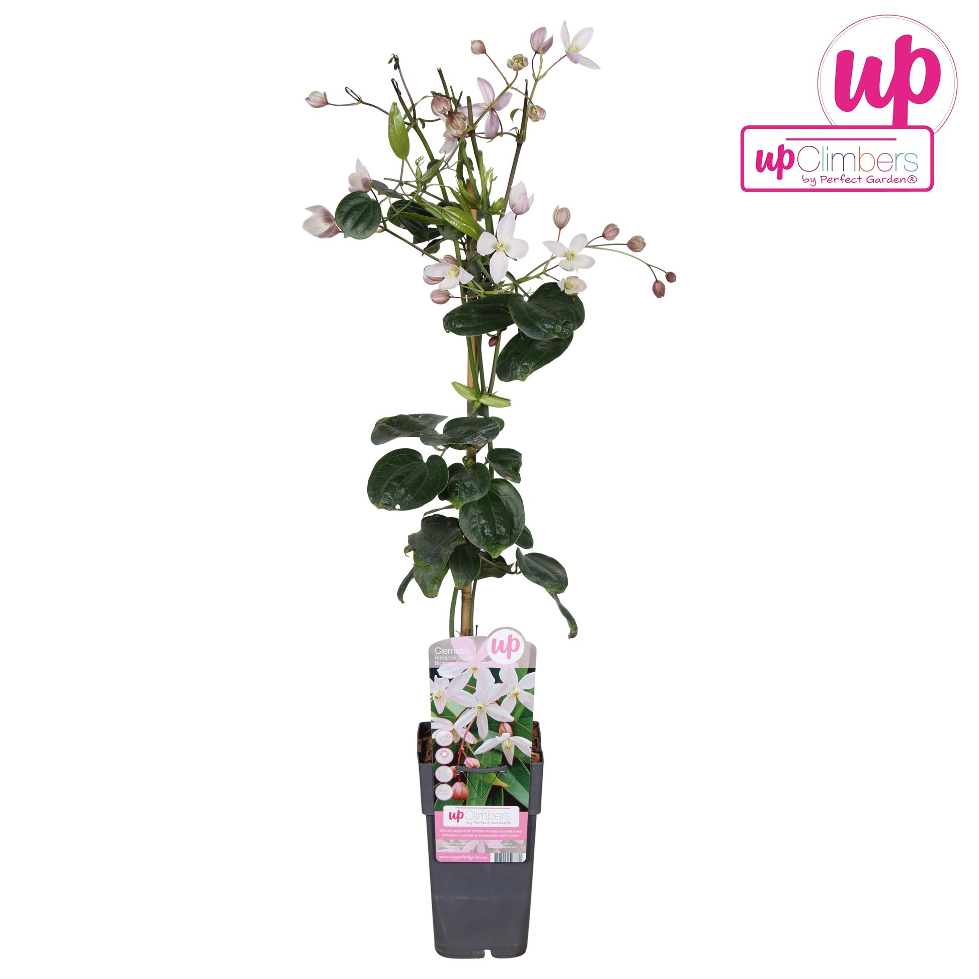 Hoogeveen Plants BV Clematis Apple Blossom Pack of 10