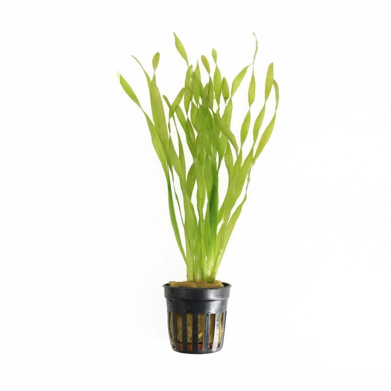Vallisneria asiatica 10cm 5cm Pot