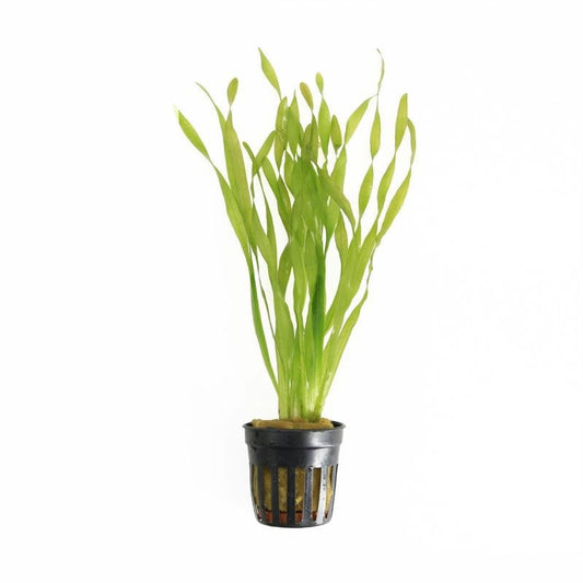 Vallisneria asiatica 10cm 5cm Pot