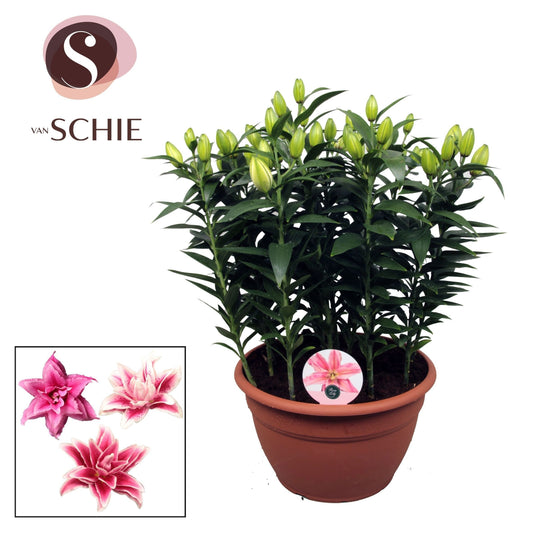 Lilium Roselily Samantha 55cm 35cm Pot