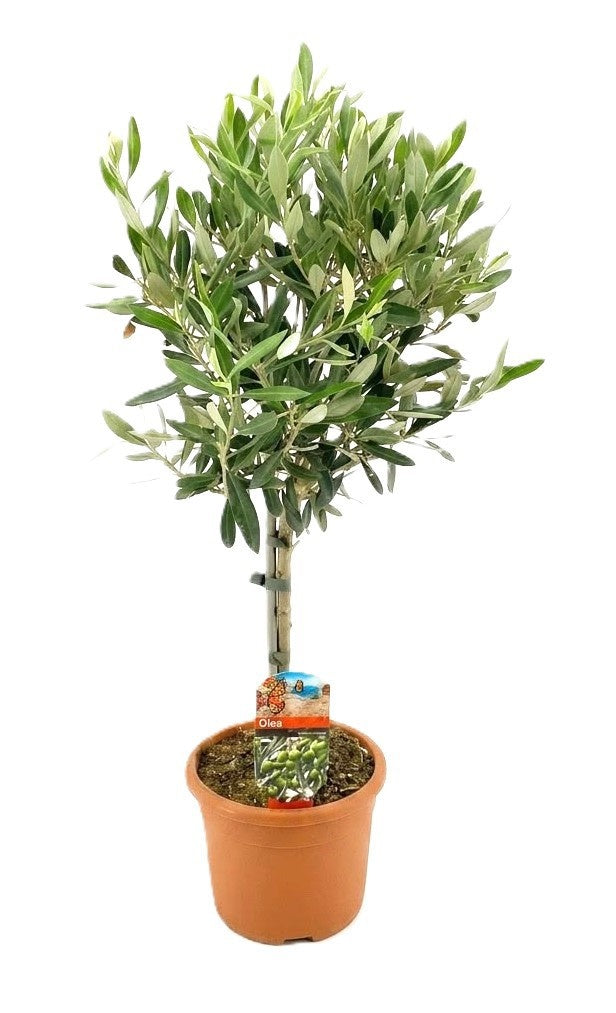 Olea europaea 65cm 17cm Pot