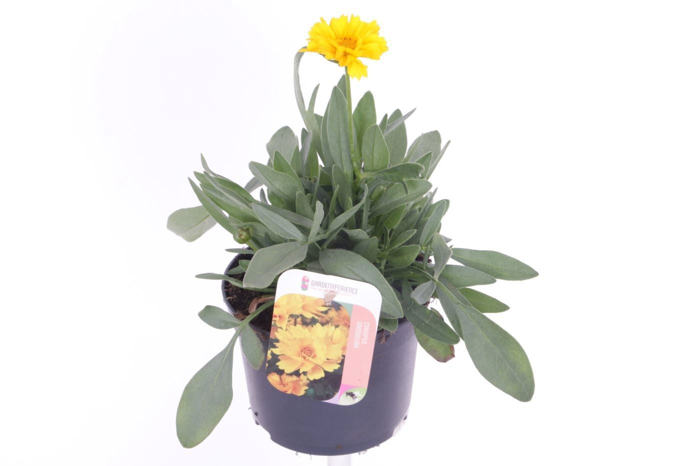 Coreopsis Early Sunrise 25cm 13cm Pot