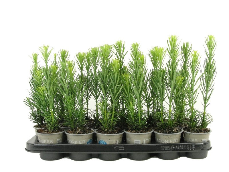 Cephalotaxus harringtonii Fastigiata 20cm 9cm Pot