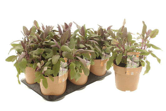 Salvia off. Purpurascens 25cm 15cm Pot