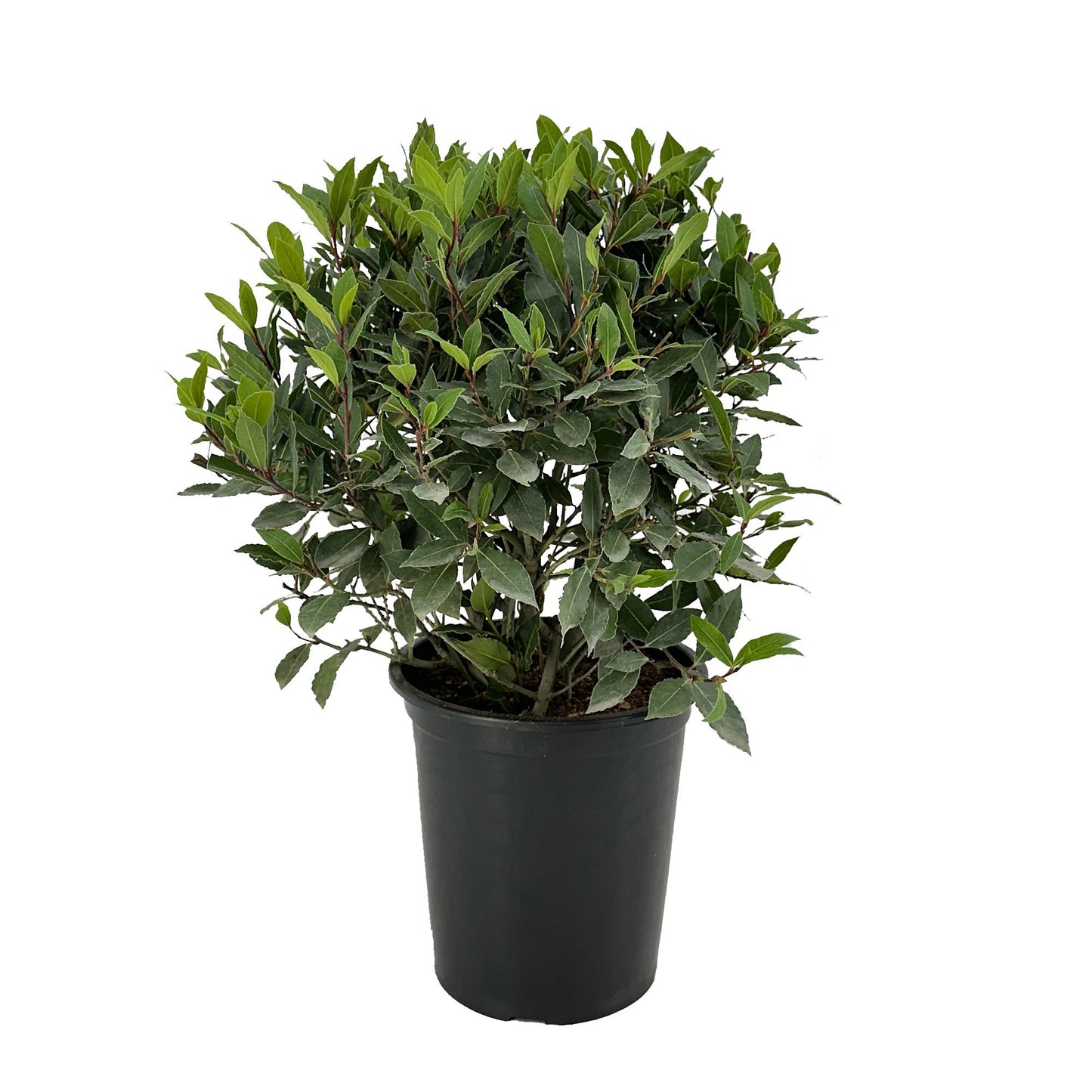Laurus nobilis 60cm 25cm Pot