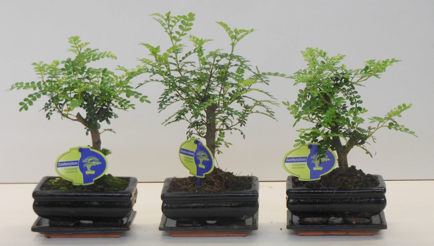 Zanthoxylum piperitum 25cm 15cm Pot
