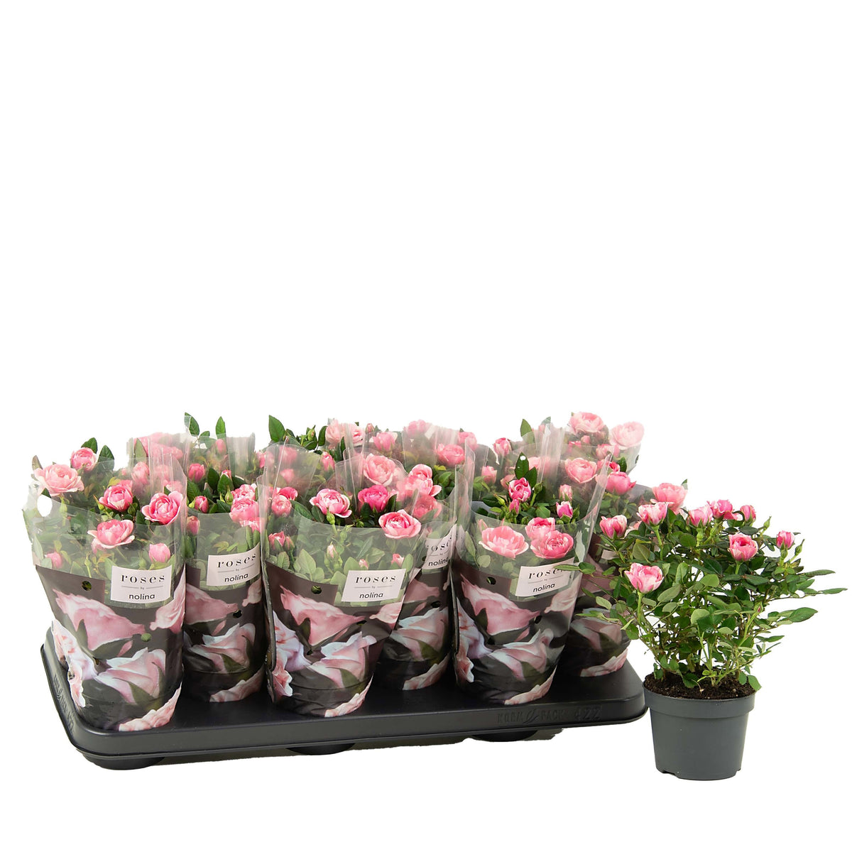 Rosa Vieve 28cm 10.5cm Pot
