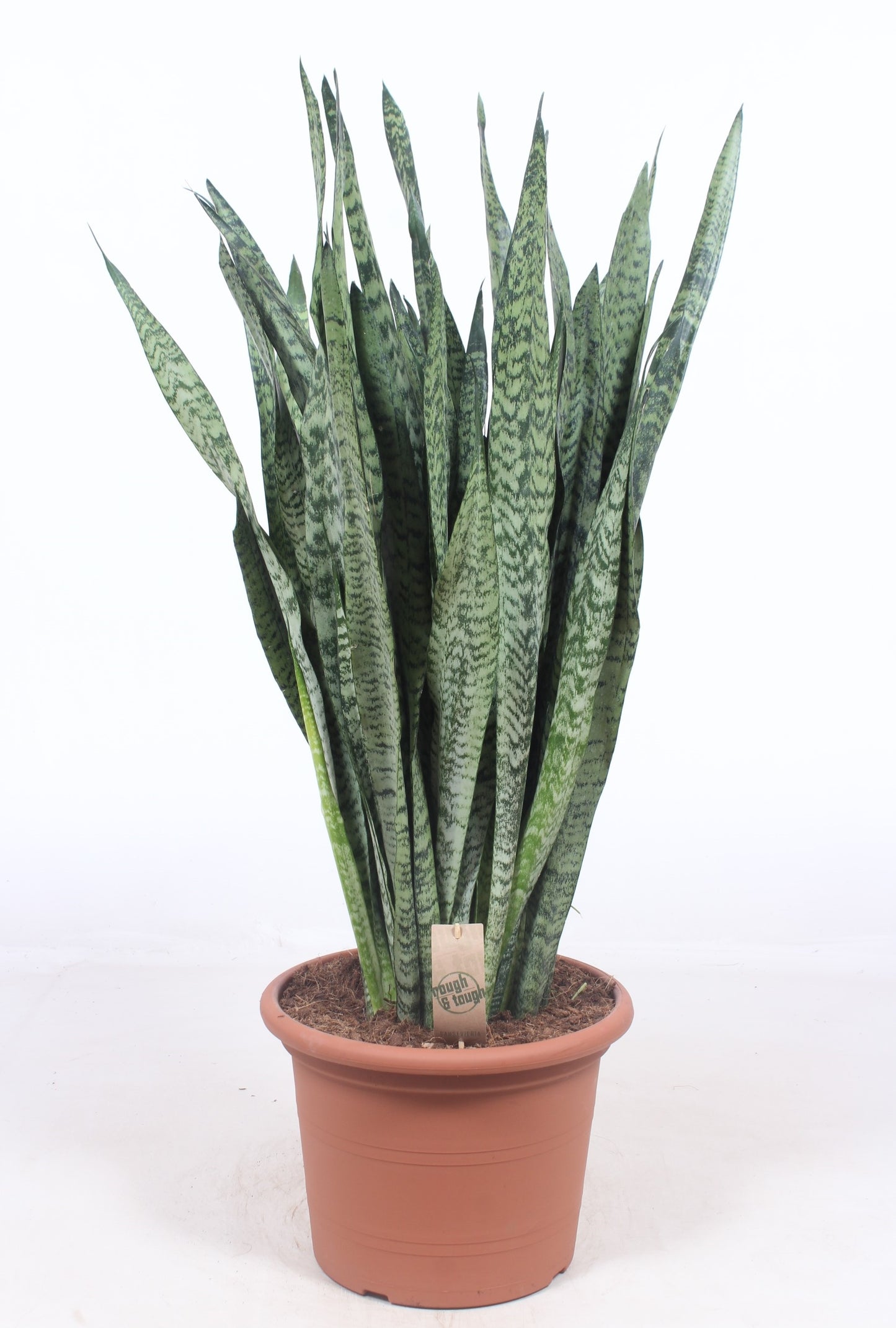 Sansevieria Zeylanica 110cm 35cm Pot
