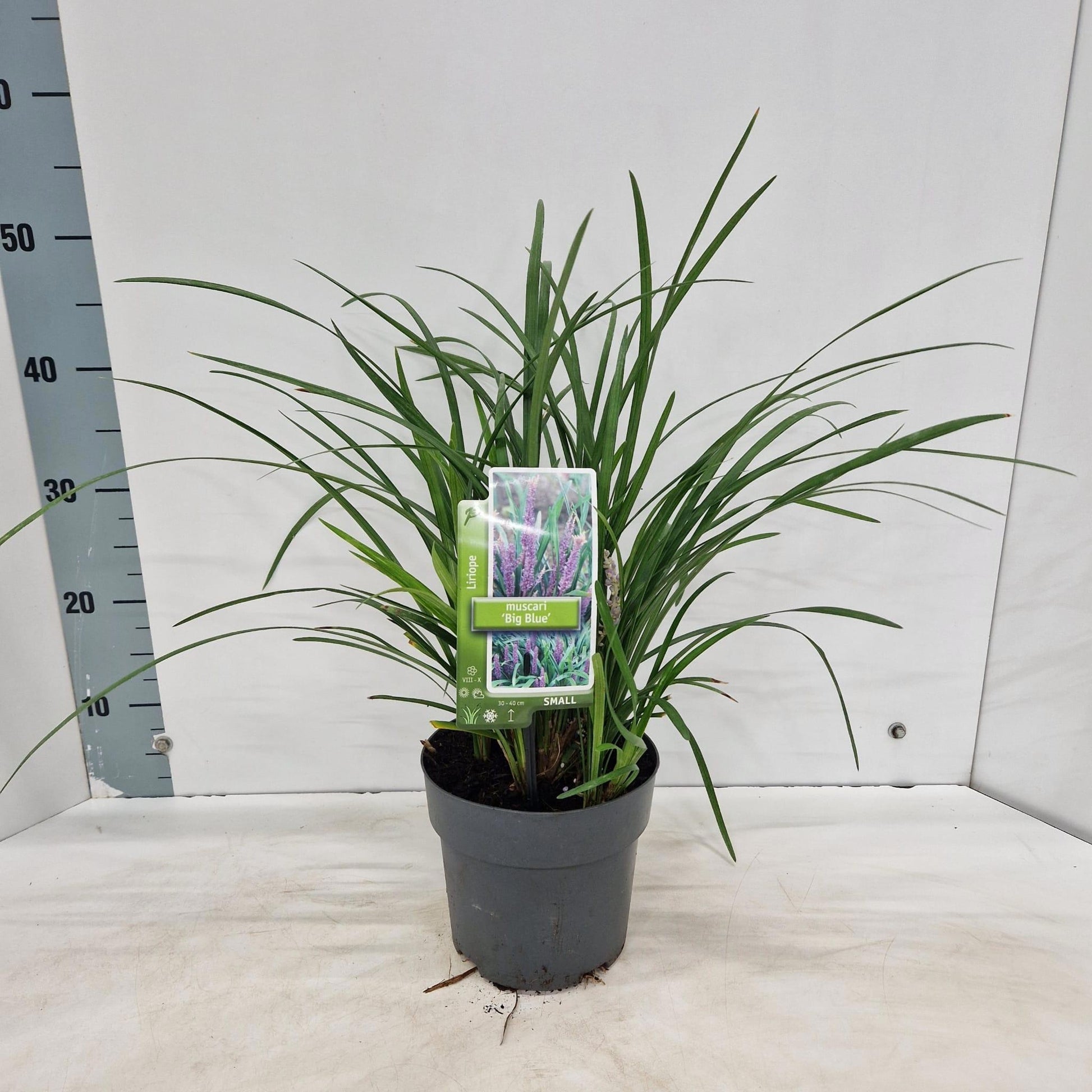 Liriope muscari Big Blue 40cm 17cm Pot