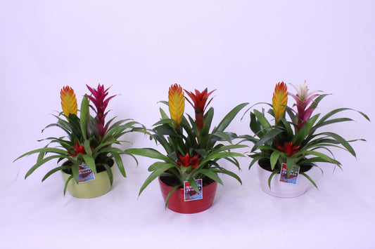 Bromelia mix 55cm 21cm Pot