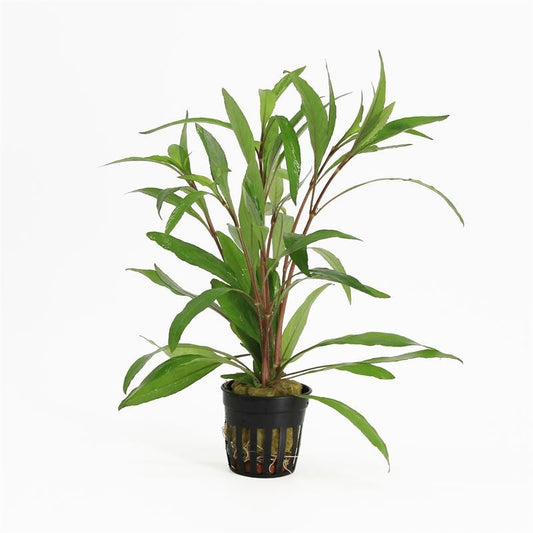 Hygrophila polysperma 10cm 5cm Pot