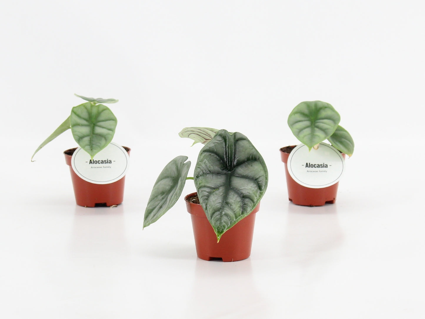 Alocasia amazonica 10cm 6cm Pot