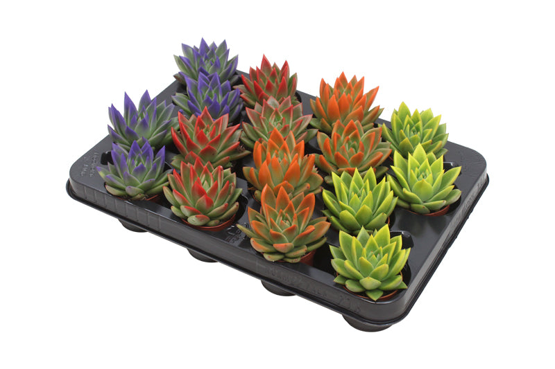 Echeveria Miranda mix 8cm 6cm Pot