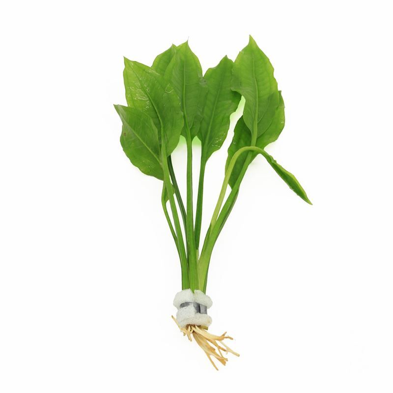 Echinodorus magdalenensis 5cm 2cm Pot