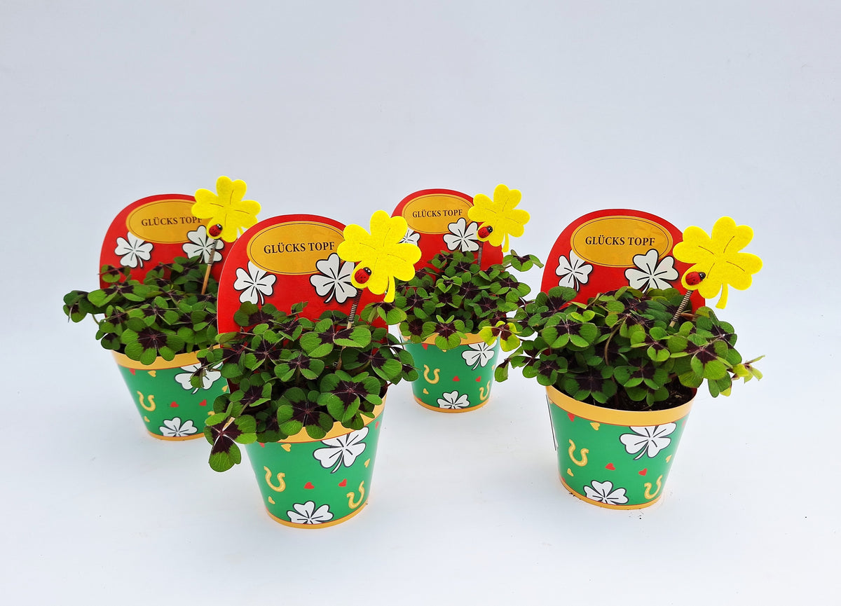 Oxalis deppei 17cm 9cm Pot