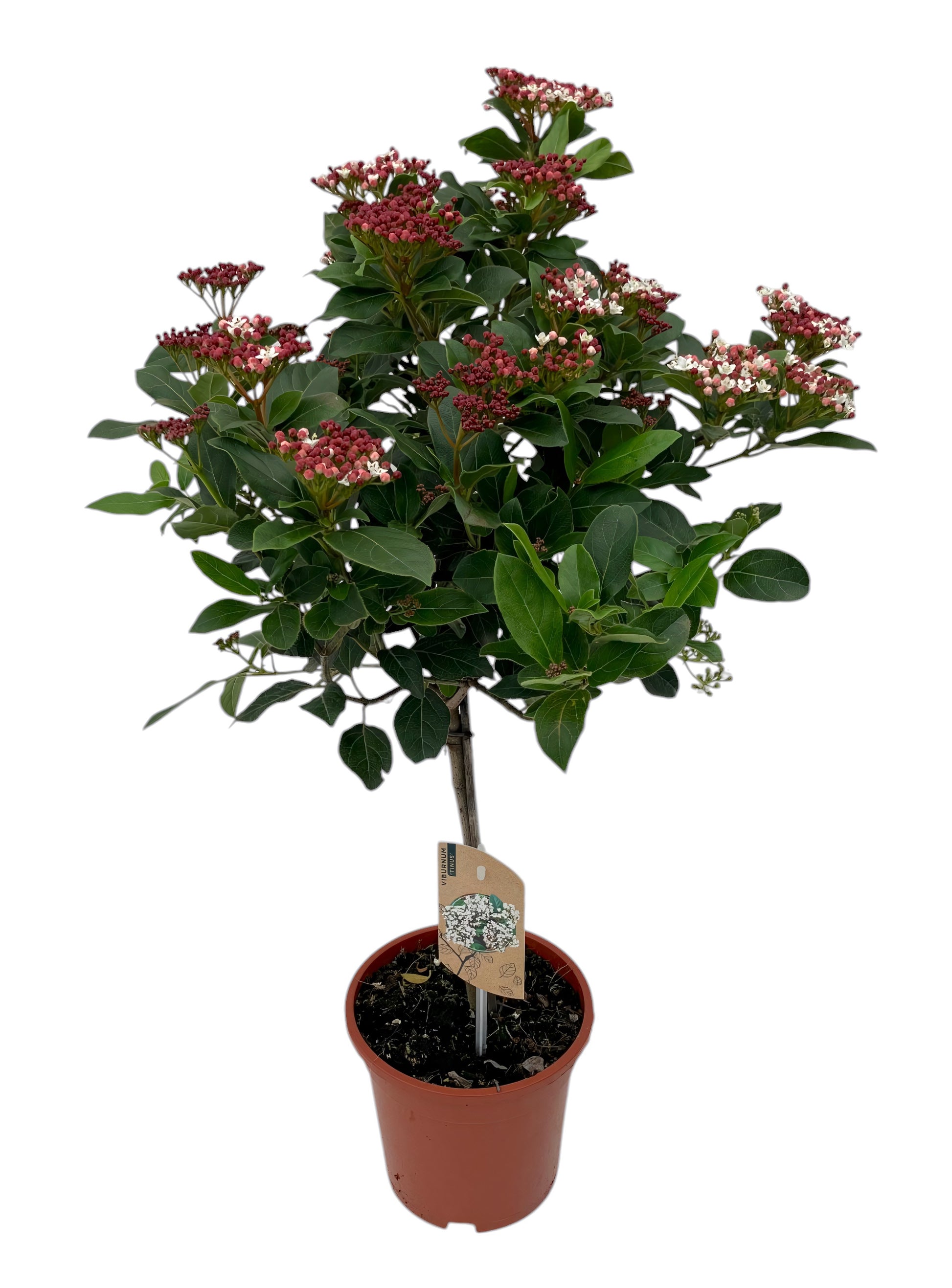 Torenzicht, kwekerij Viburnum tinus Gwenllian Pack of 6